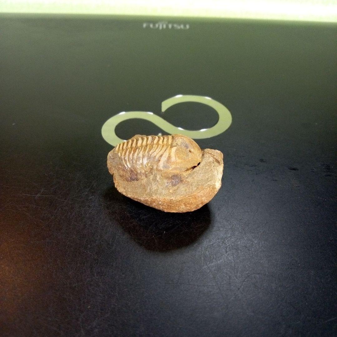 三葉虫　化石　fossil　ボリビア産　trilobite　南アメリカ化石郡⑥