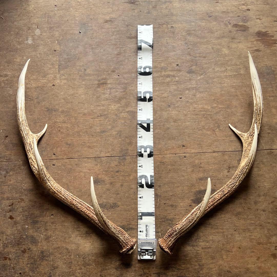 クラフト　鹿の角14本セット