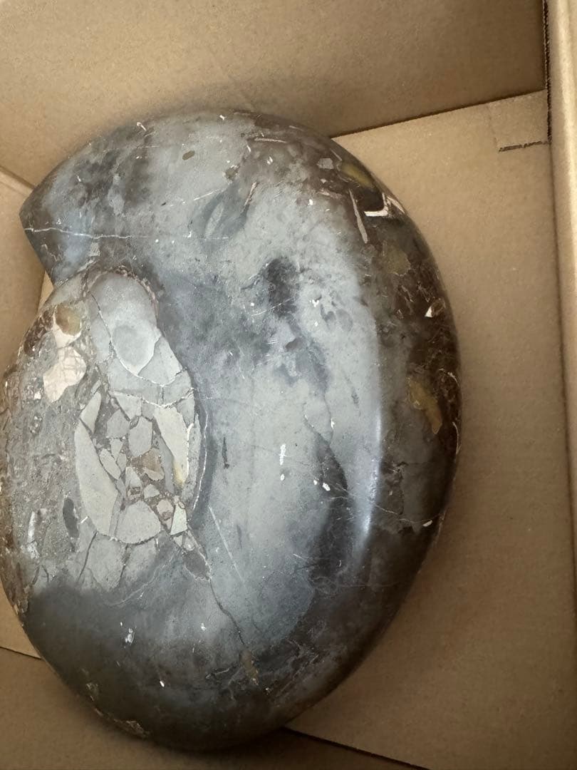 アンモナイト化石 巨大