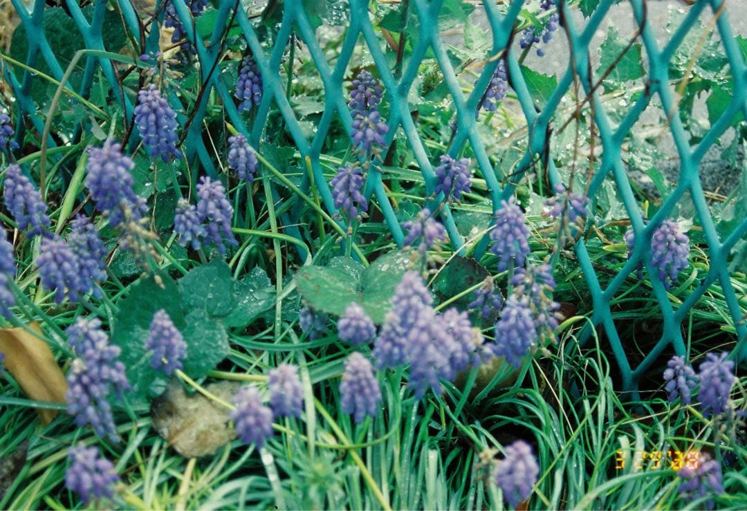 完動品　フィルムカメラNikon F80 レンズセット