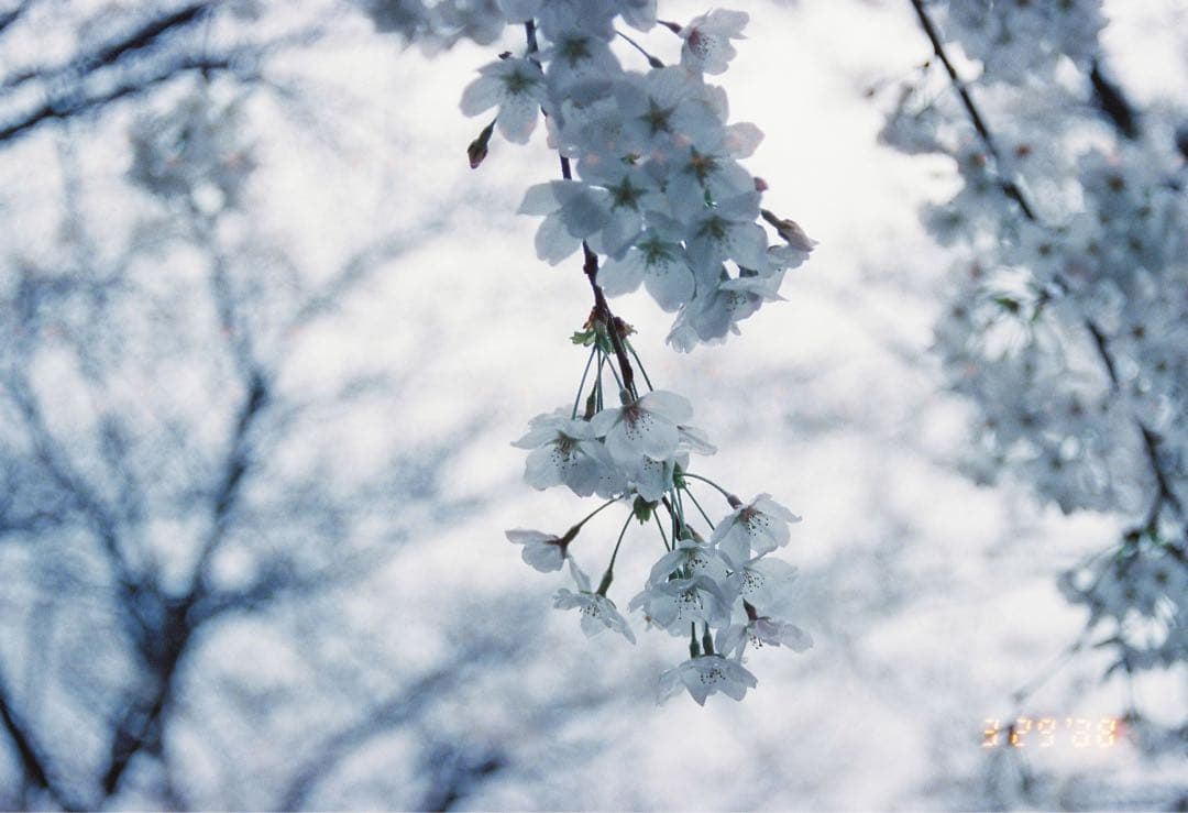 完動品　フィルムカメラNikon F80 レンズセット