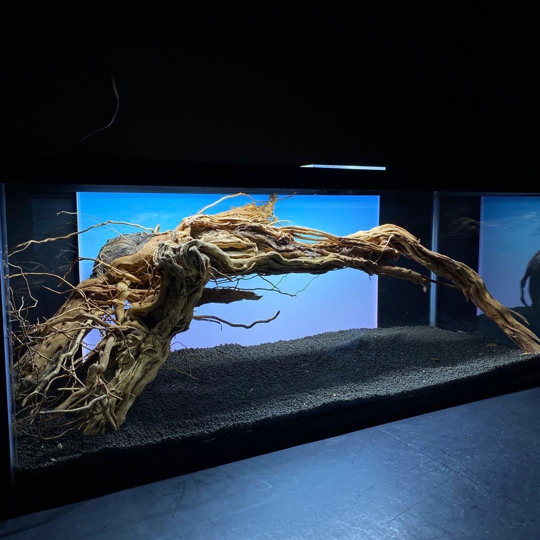 MTW-6351 蔦流木1点物　アーチ流木　90cm水槽用流木　アクアリウム
