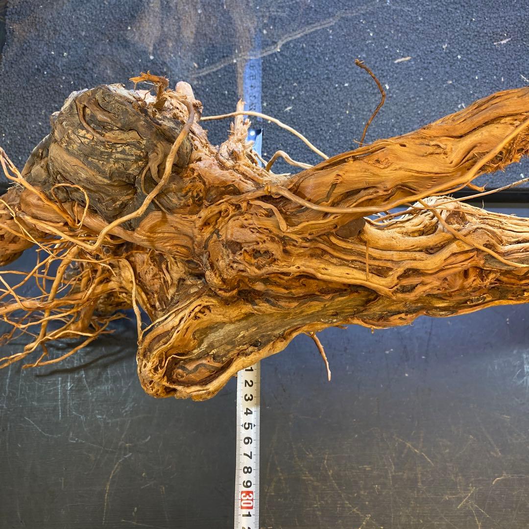 MTW-6351 蔦流木1点物　アーチ流木　90cm水槽用流木　アクアリウム