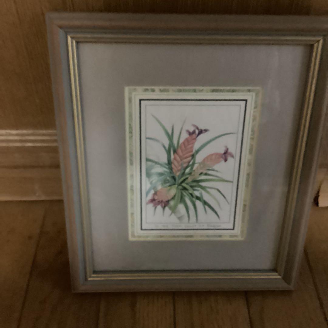 シンガポール　ラッフルズホテル　熱帯植物リトグラフ　額装仕立て