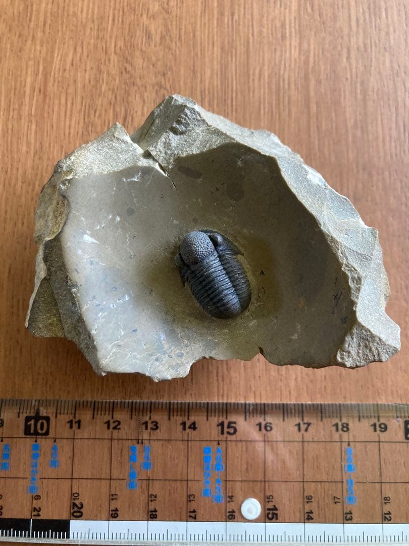 珍品　レア品　化石　コレクション　標本