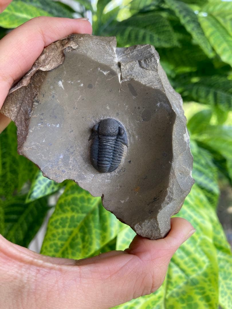 珍品　レア品　化石　コレクション　標本