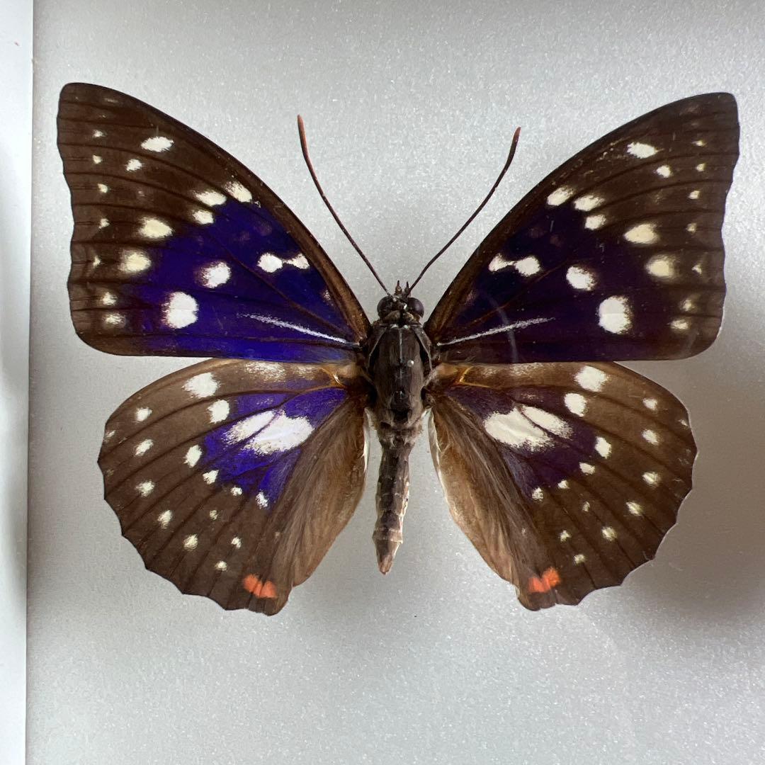 国産蝶オオムラサキ モルフォ型とオオムラサキ(雌)