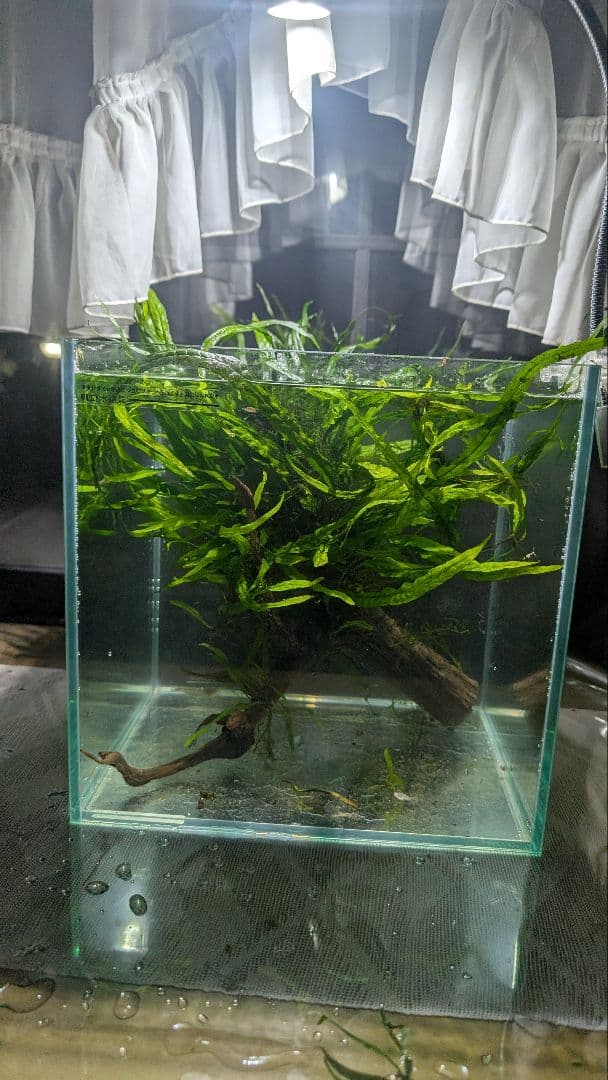 ミクロソリウム本ナロー120葉以上の大株とウィローモスが自然活着したADAの流木