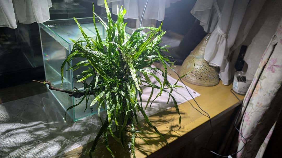 ミクロソリウム本ナロー120葉以上の大株とウィローモスが自然活着したADAの流木