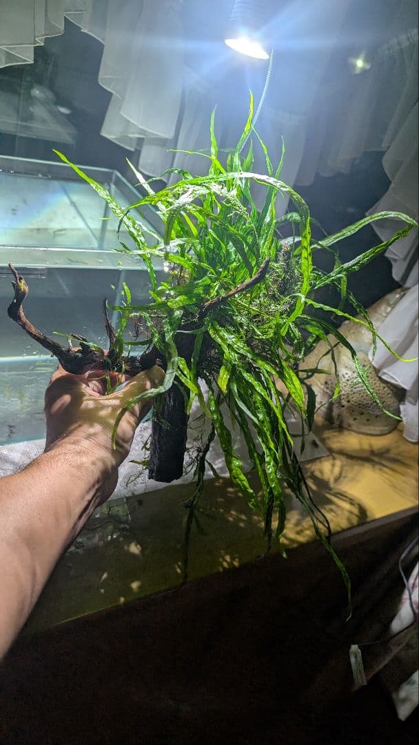 ミクロソリウム本ナロー120葉以上の大株とウィローモスが自然活着したADAの流木