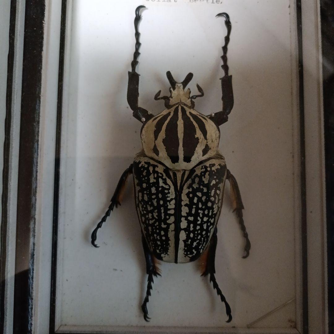 ゴライアスオオツノハナムグリ 標本 黒フレーム