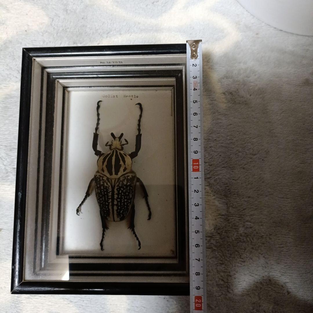 ゴライアスオオツノハナムグリ 標本 黒フレーム