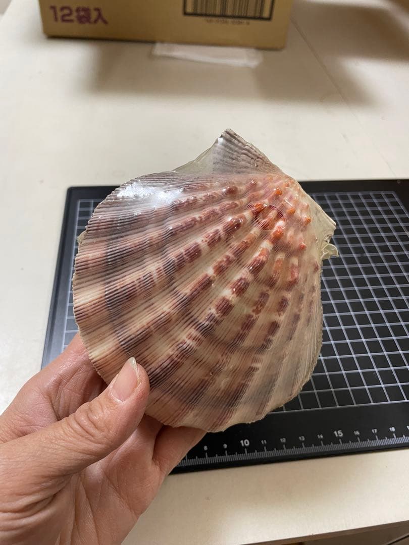 貝殻　標本　何貝かなm(._.)m
