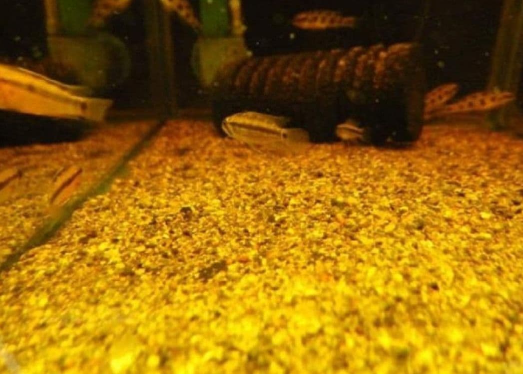 大小様々　無農薬マジックリーフ　天然ももたまな葉　1000　枚