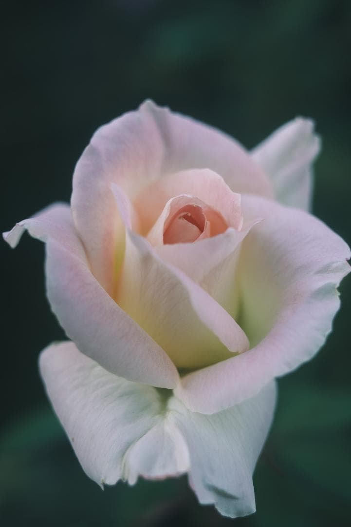 虹の出るライカの癖玉！Leica Summar 50mm F2 オールドレンズ