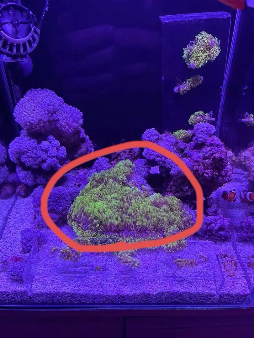 スターポリプ大