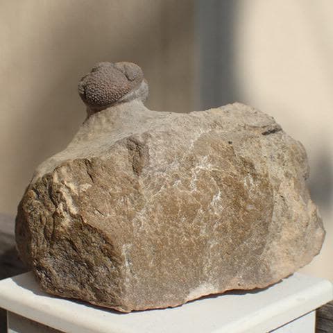 三葉虫の化石 美麗 モロッコ産 モロコプス・スピニファー 本物保証