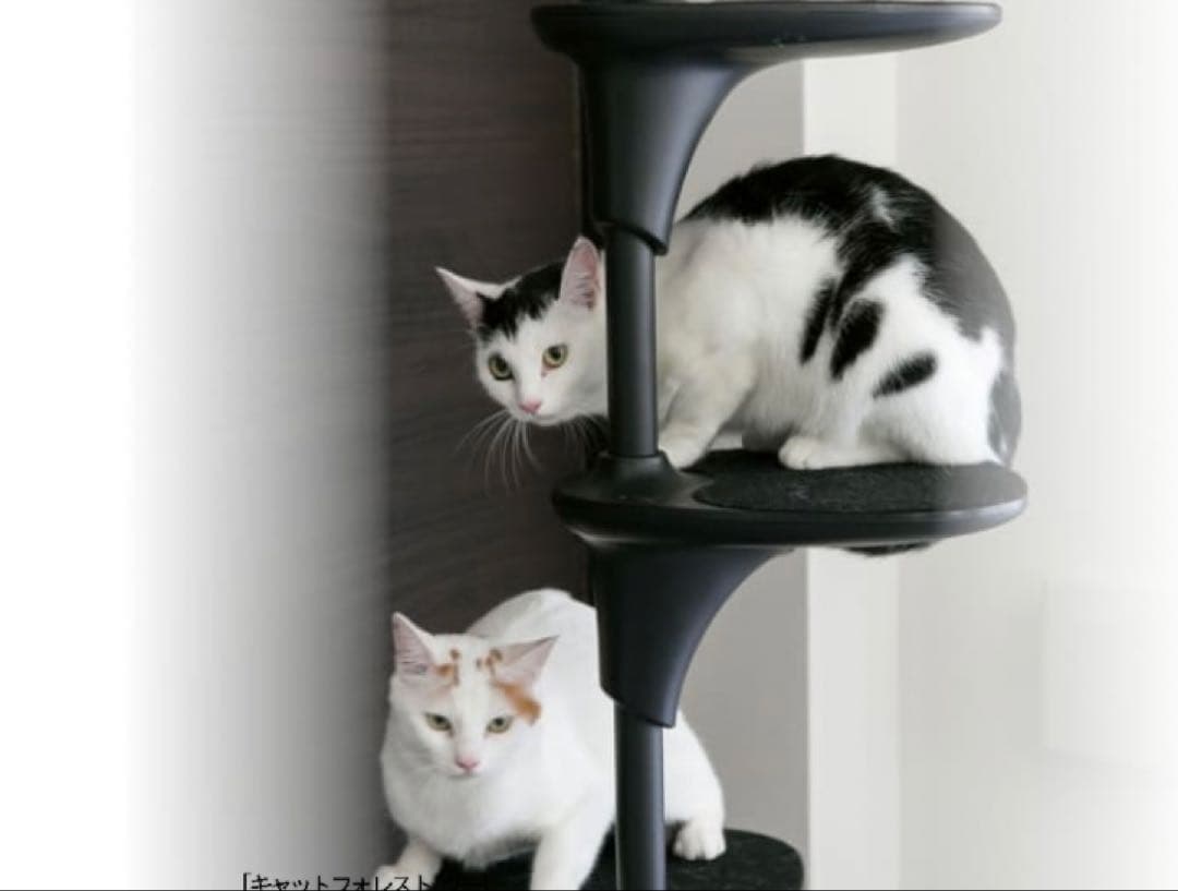 OPPO CatForest-2 キャットフォレスト2 ブラック