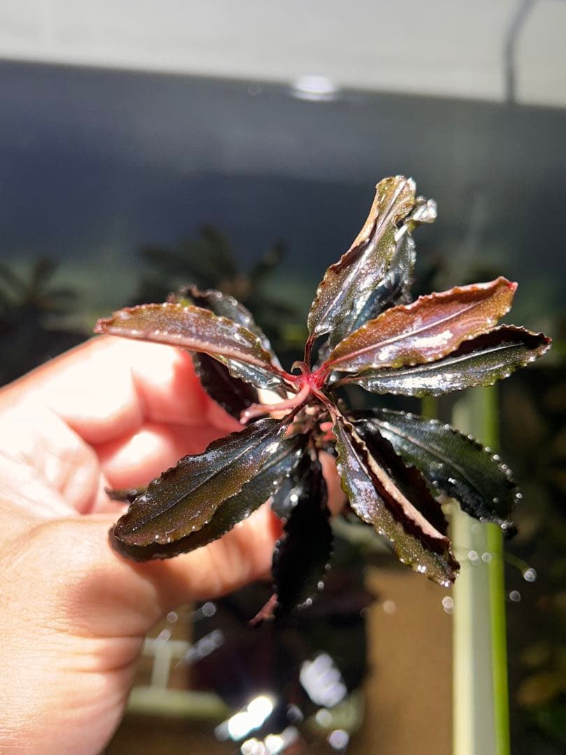 ブセファランドラsp.クダガン 特大10株