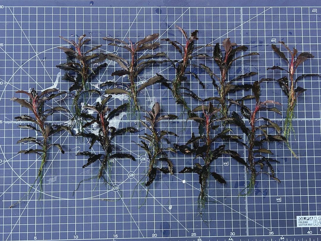 ブセファランドラsp.クダガン 特大10株