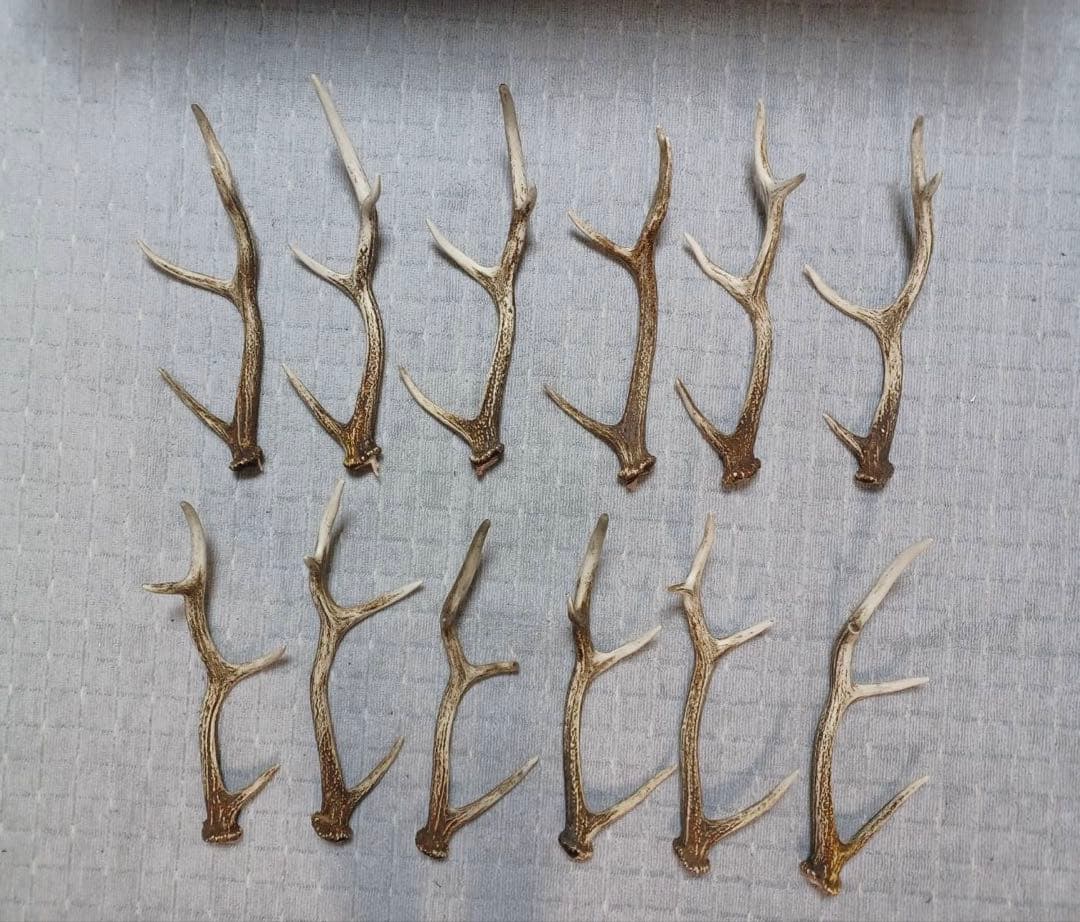 エゾ鹿のツノ　20本