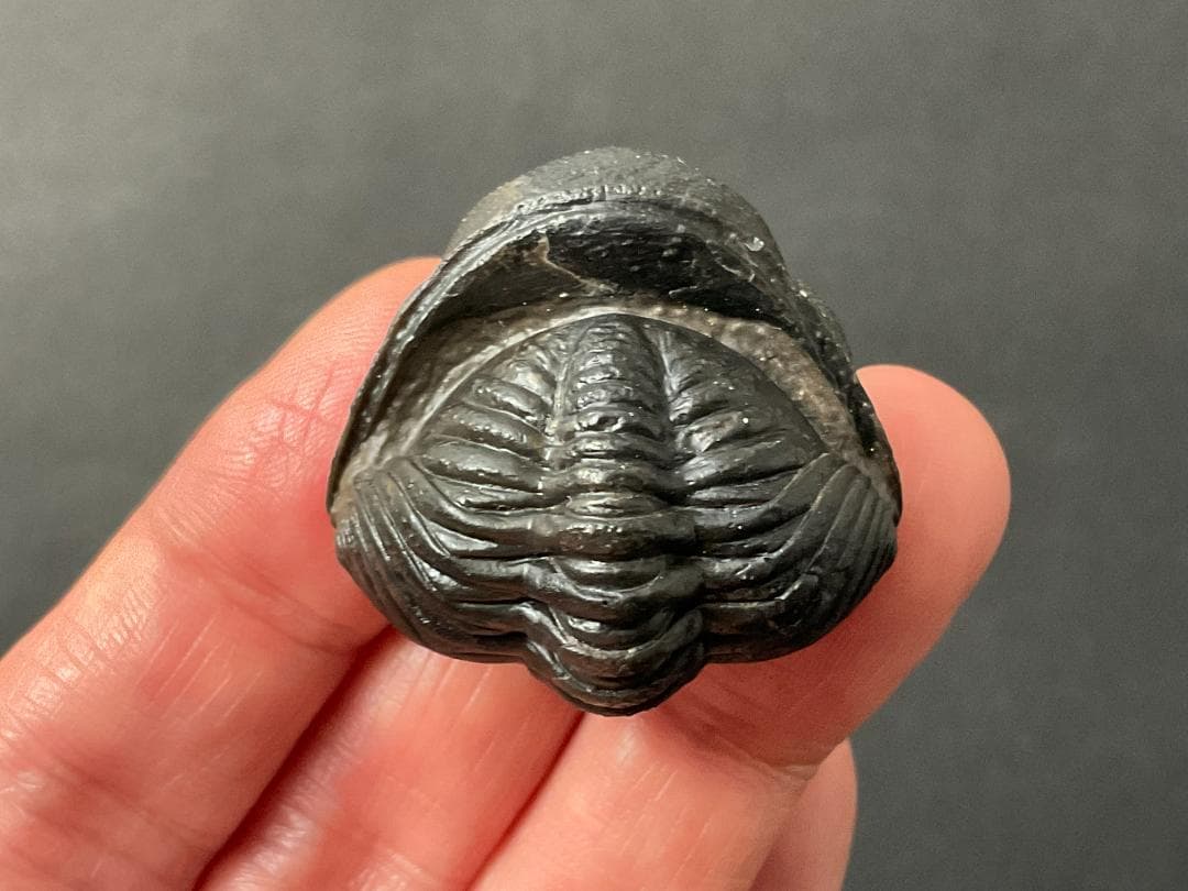 三葉虫 化石 [PH68] ペディノパリオプス 防御態勢 防御姿勢 エンロール