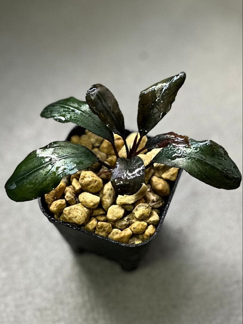 Bucephalandra sp. llic dark red【水の国】