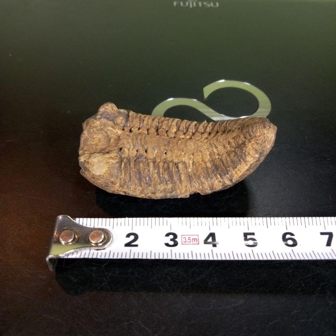三葉虫　化石　fossil　ボリビア産　trilobite　ノジュール判別⑤