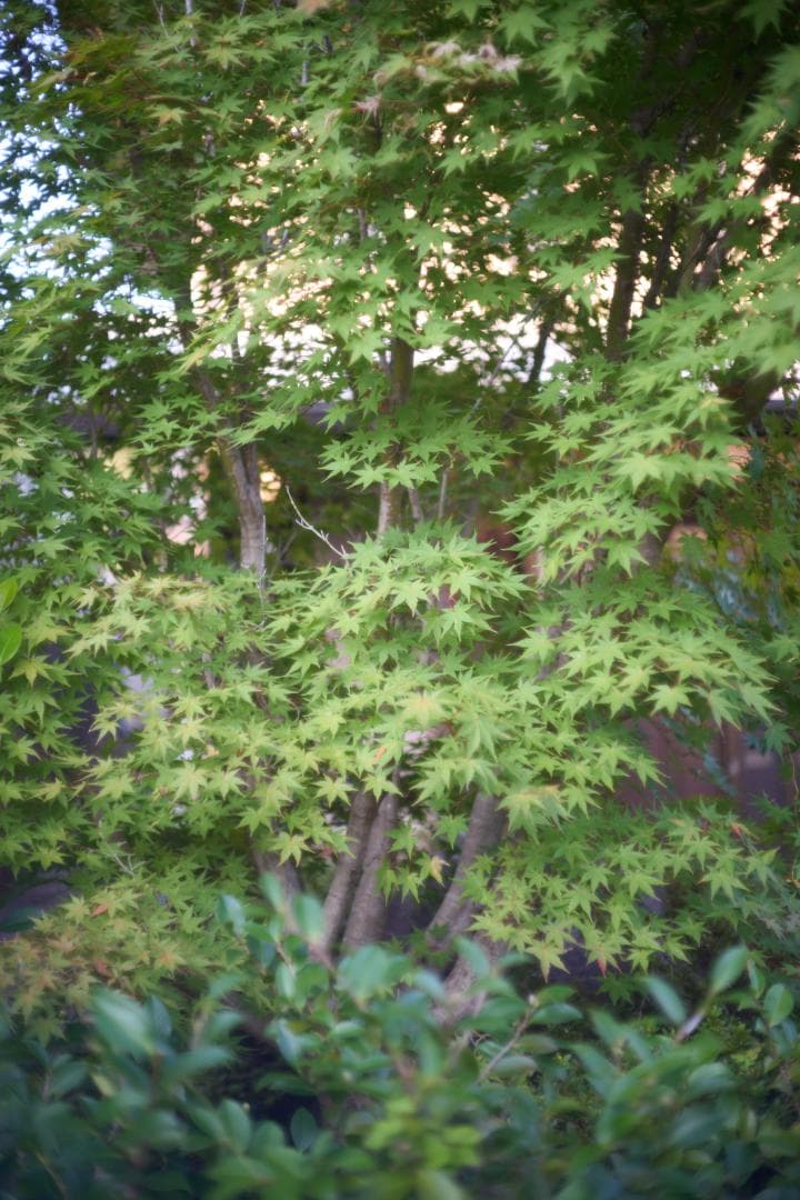 フィルムカメラ Olympus G.Zuiko Auto-S 40mm F1.4