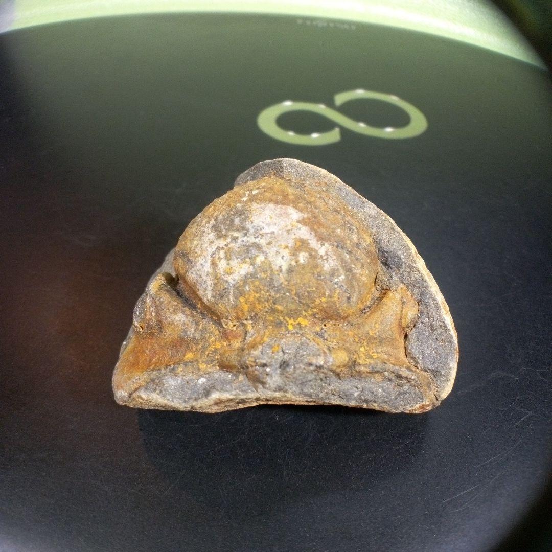 三葉虫　化石　fossil　ボリビア産　trilobite　ボリビア三葉虫郡①