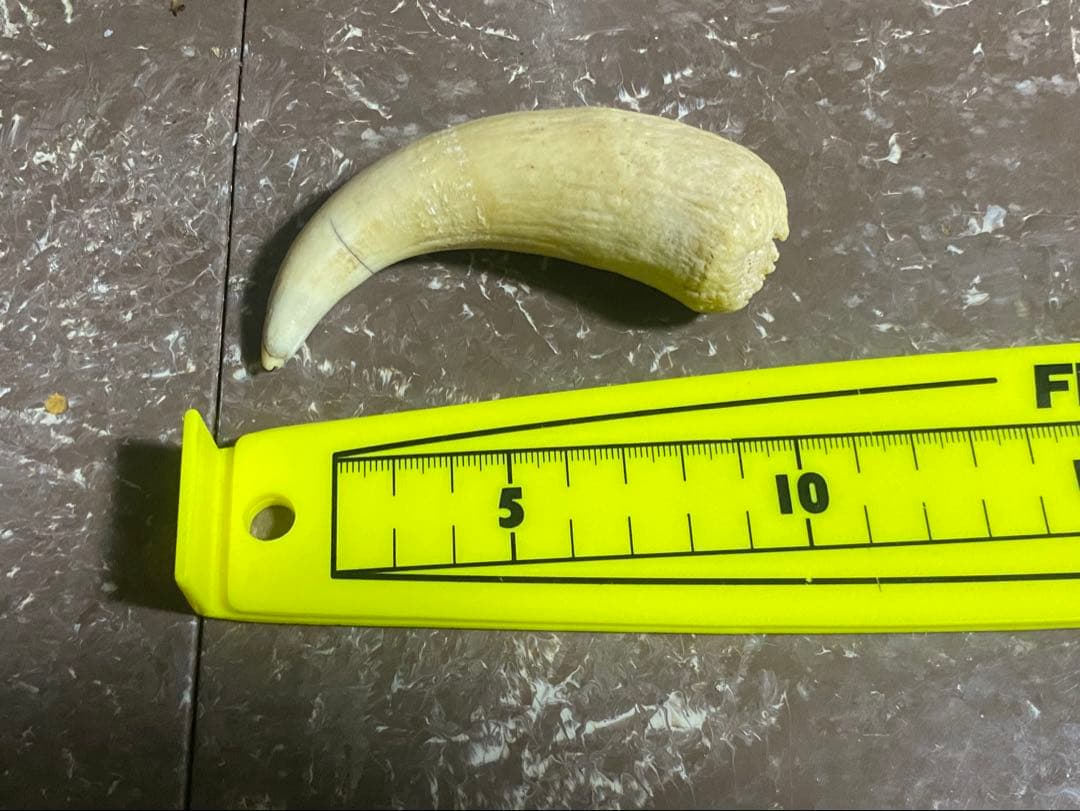 希少 マッコウクジラ 歯 72g