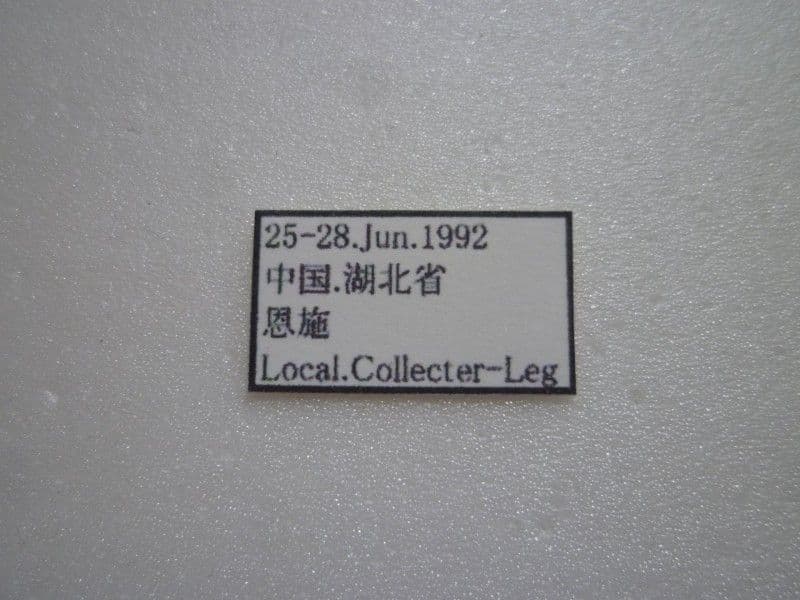 【外国産オサムシ標本】緑と紫のイボカブリモドキ/湖北省.恩施産/41mm