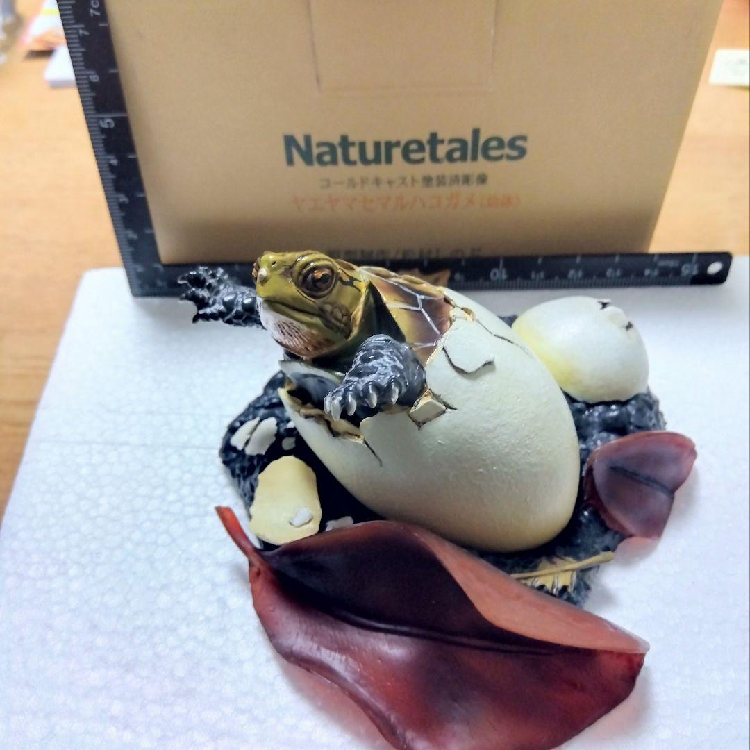 Naturetales セマルハコガメ　幼体フィギュア