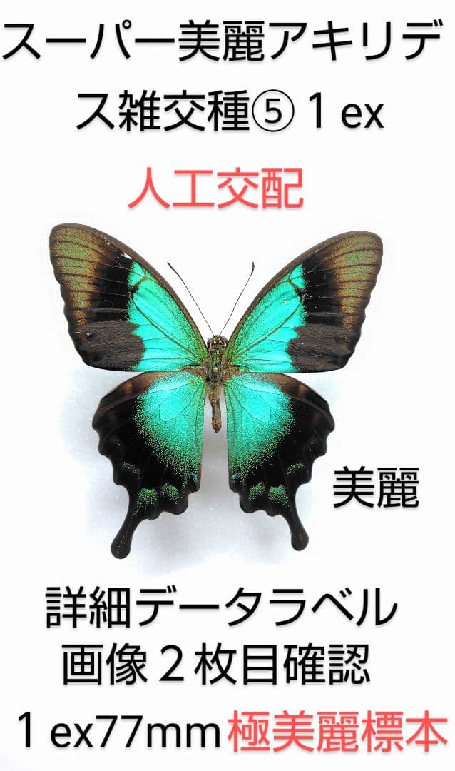 スーパー美麗アキリデス雑交種標本⑤1ex77mm 人工交配貴重標本
