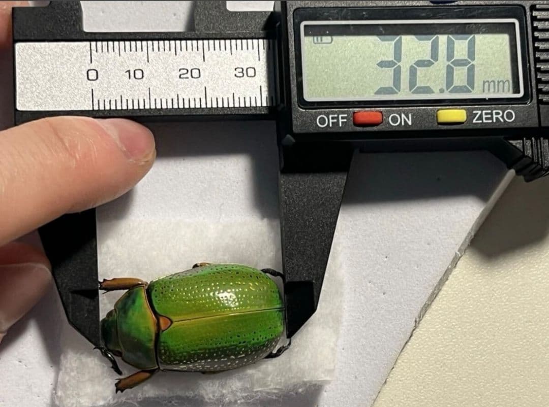 【鶯黄金最高峰】キンモンウグイスコガネ 標本 スペクタビリスウグイスコガネ