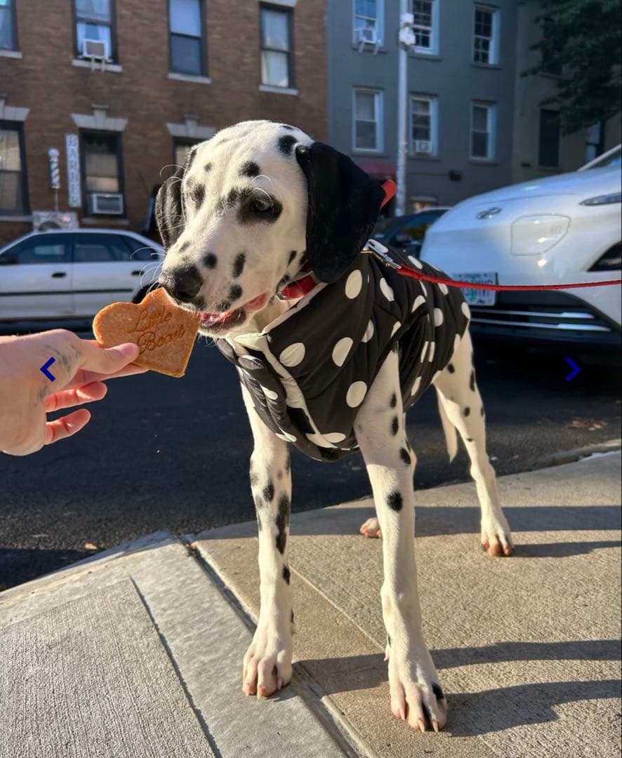 【新品未着用タグ付き】Little Beast Puffer Jacket