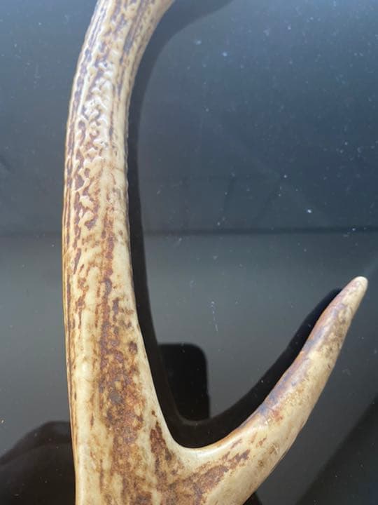 刀など、飾り用鹿の角