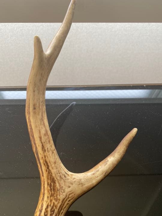 刀など、飾り用鹿の角
