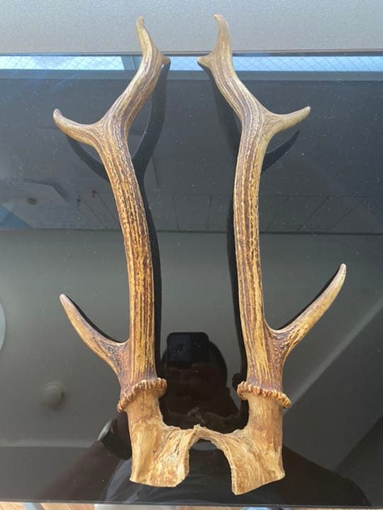 刀など、飾り用鹿の角