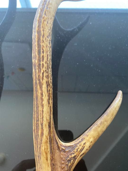 刀など、飾り用鹿の角