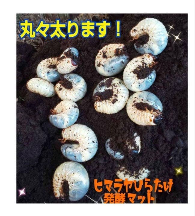 カブトムシ幼虫が大きくなる！発酵マット【60L】室内製造で雑虫混入100％なし！