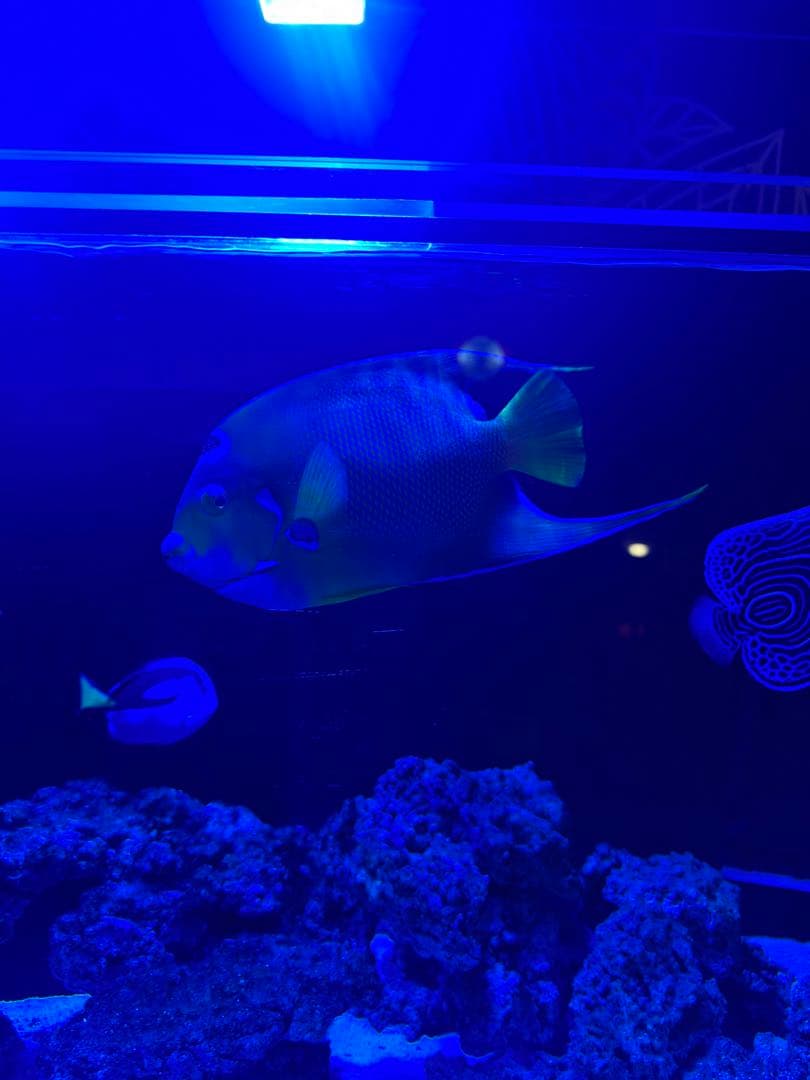 RedSea REEFER 350 海水魚飼育フルセット レッドシー