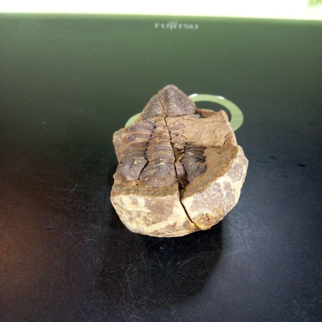 三葉虫　化石　ボリビア産　南アメリカ　trilobite　Bolivia三葉虫⑨