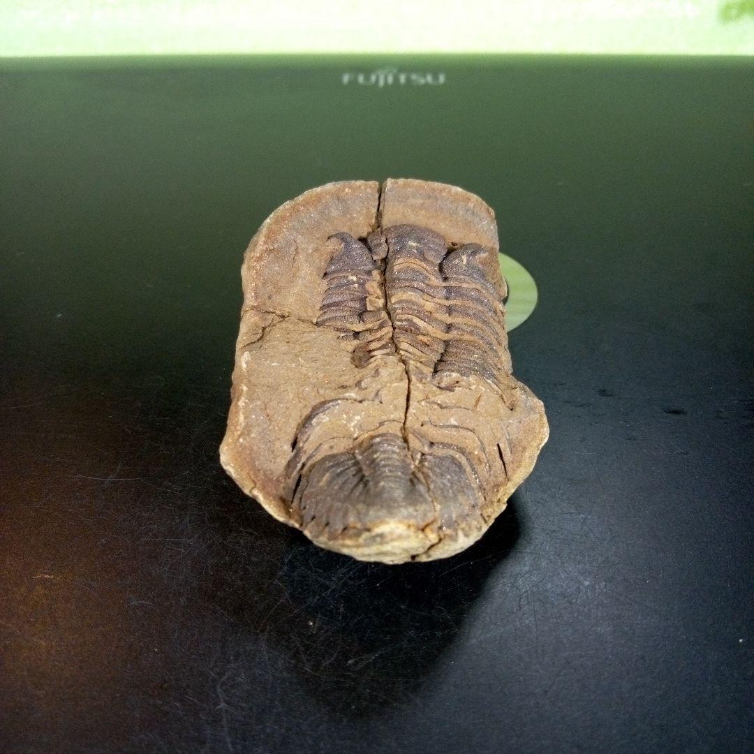 三葉虫　化石　ボリビア産　南アメリカ　trilobite　Bolivia三葉虫⑨