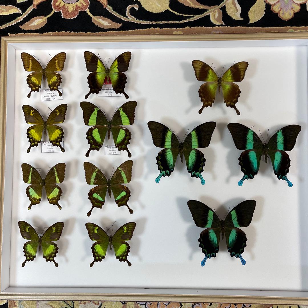 美しいアゲハ蝶標本、ドイツ箱売り
