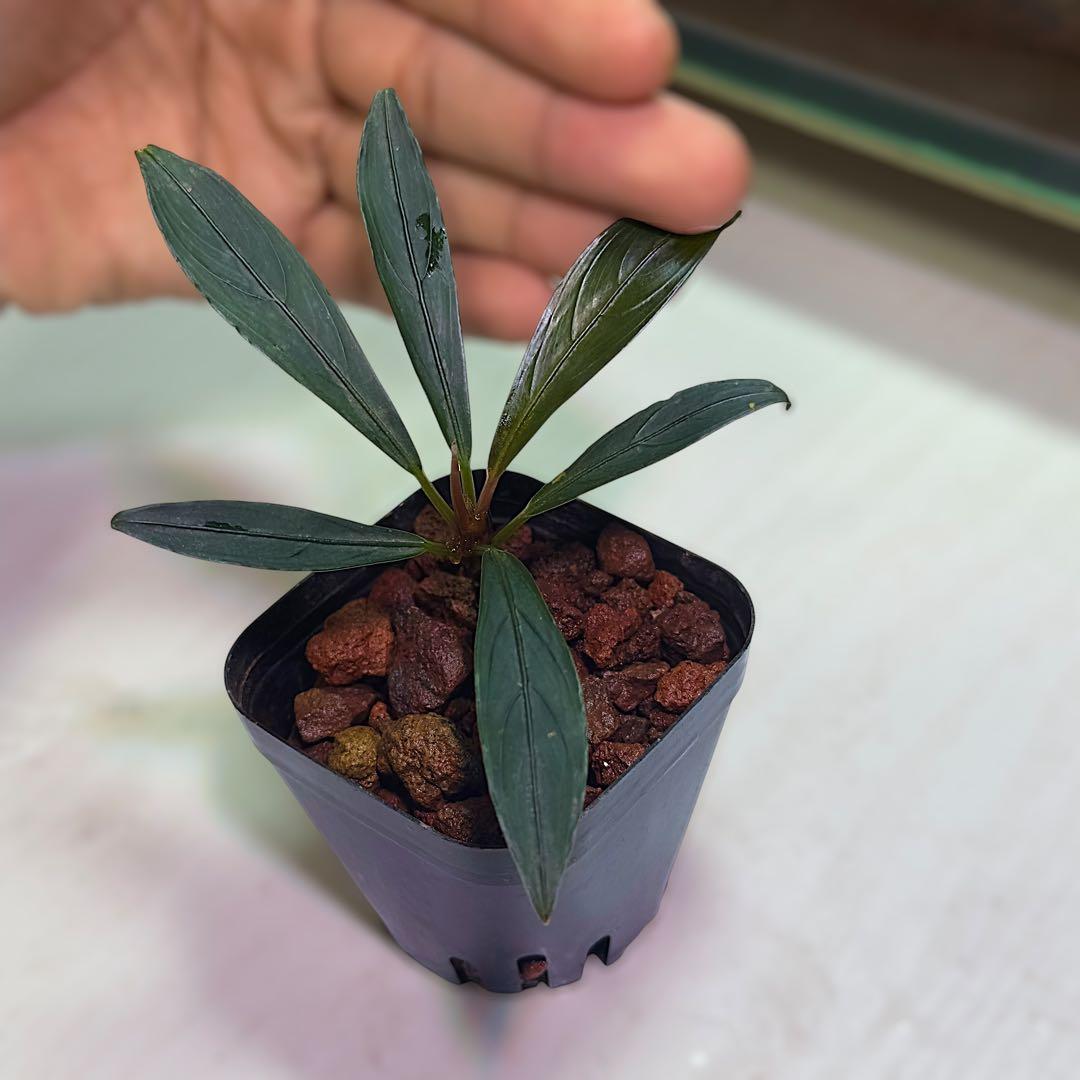 ひ*ろ様 ブセファランドラ Bucephalandra keris レアブセ