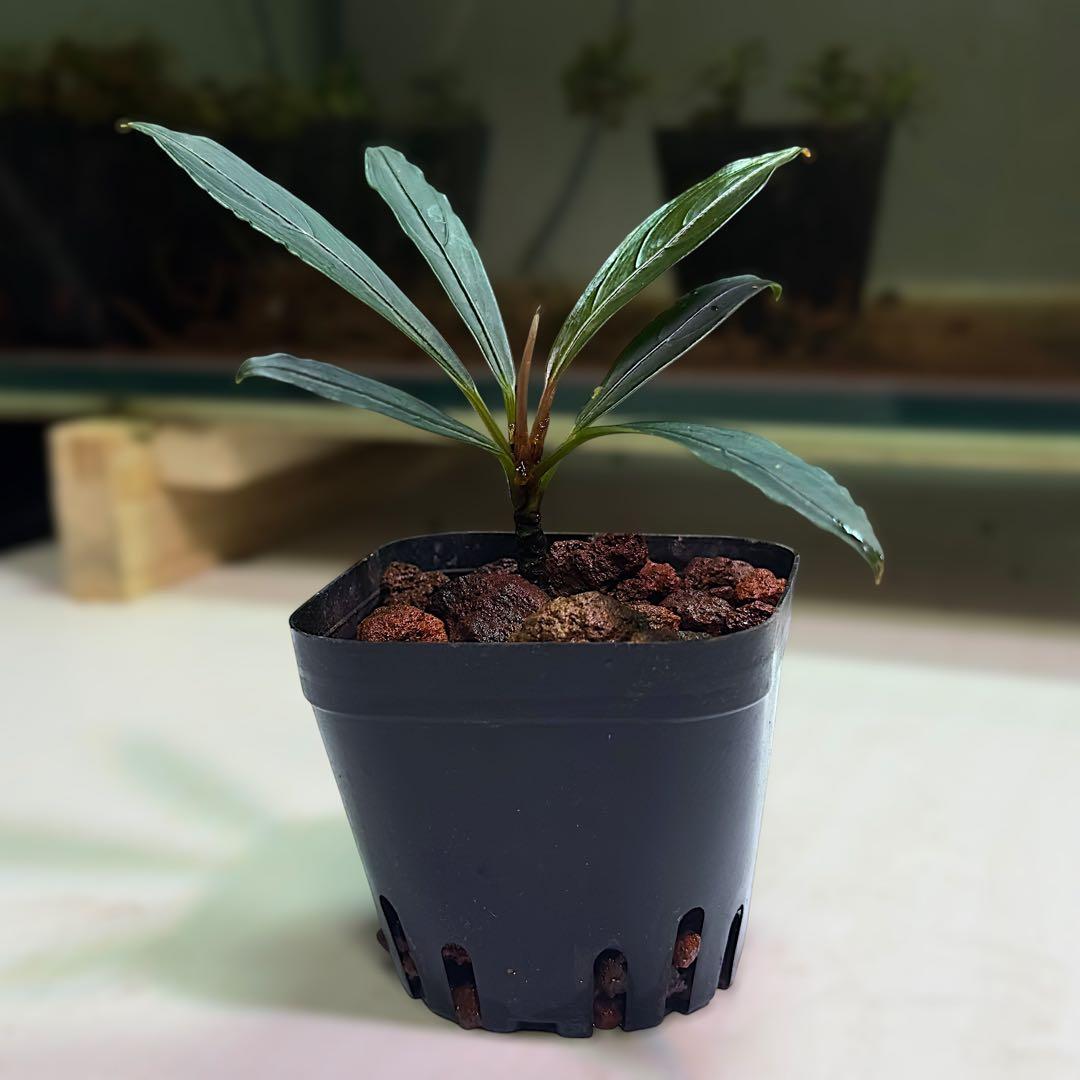 ひ*ろ様 ブセファランドラ Bucephalandra keris レアブセ