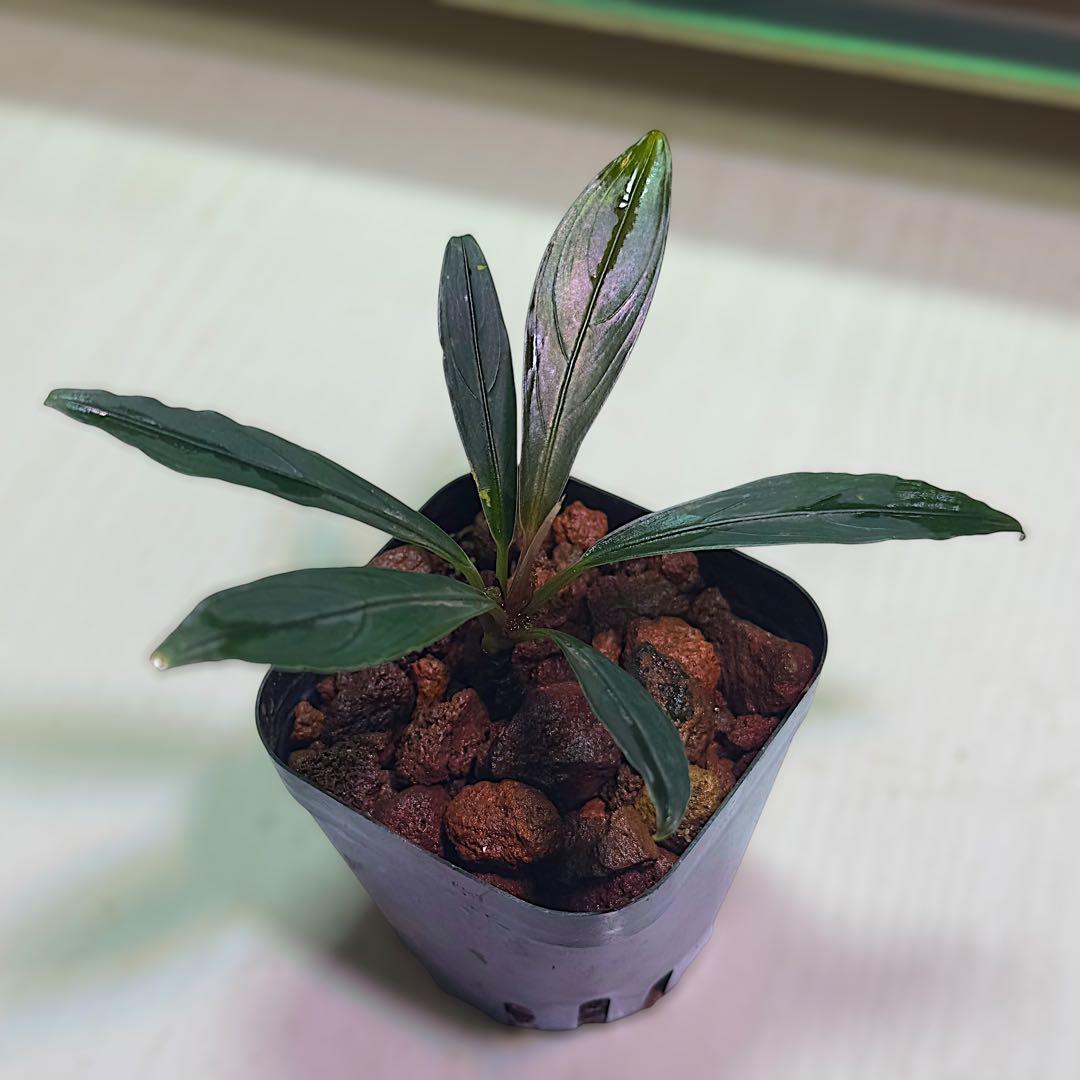 ひ*ろ様 ブセファランドラ Bucephalandra keris レアブセ