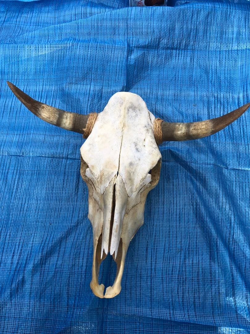 バッファロースカルヘッド、頭蓋骨、本物。