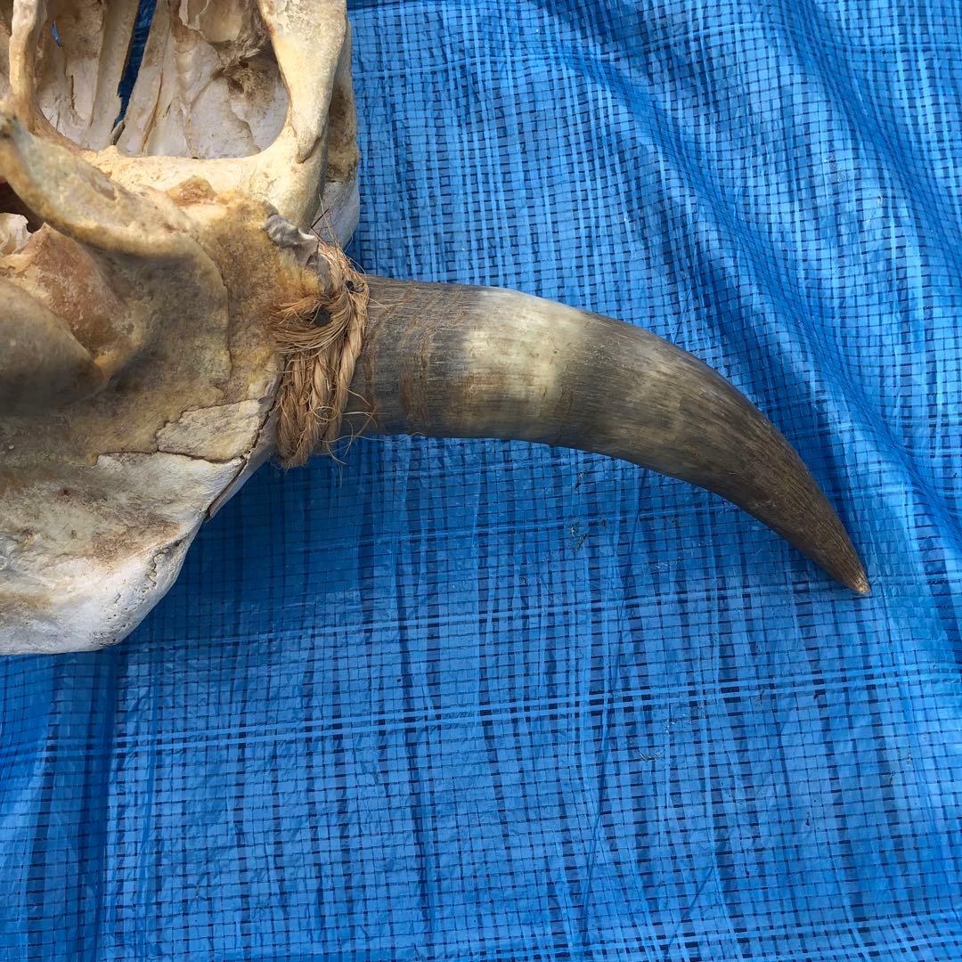 バッファロースカルヘッド、頭蓋骨、本物。